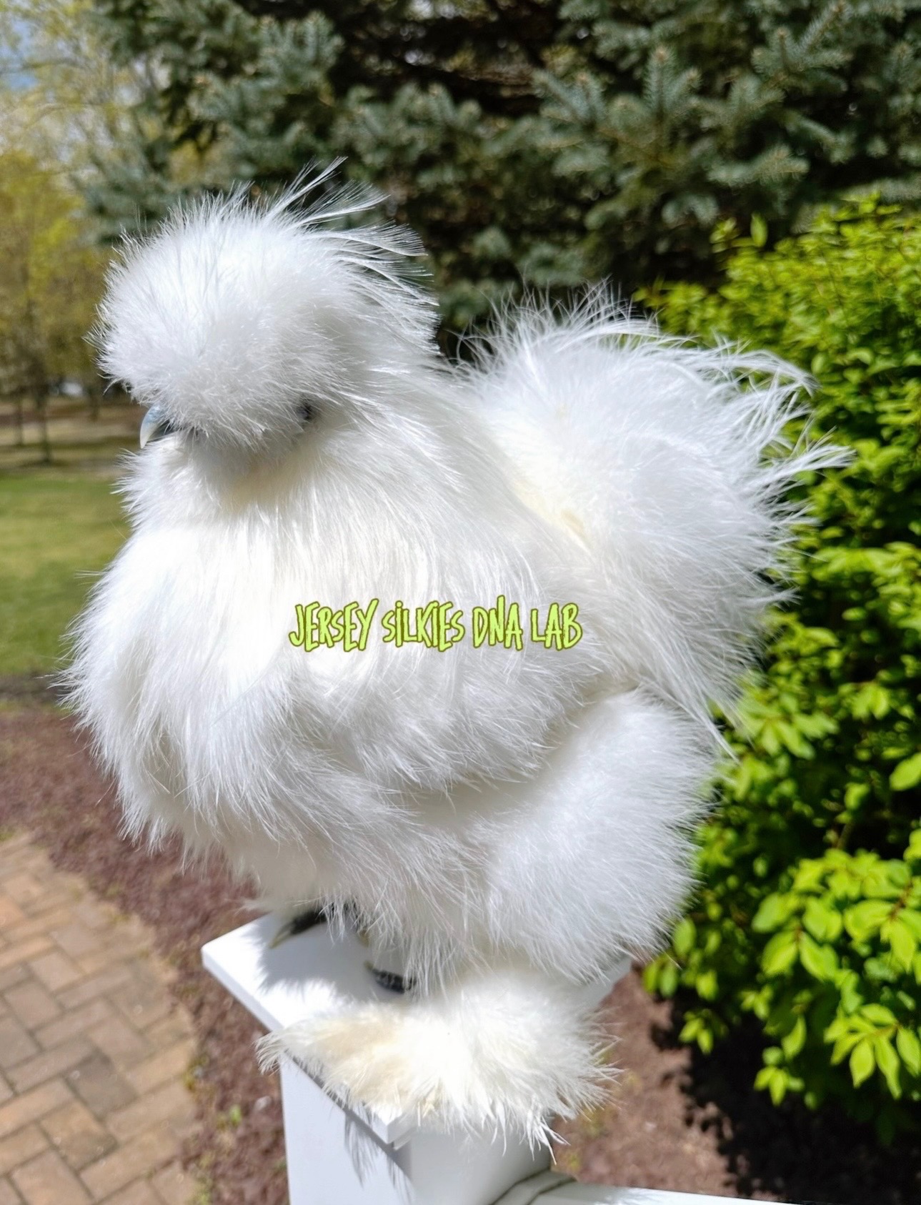 Recessive White Gene (carrier / split)